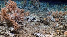 Descubren espectacular arrecife de coral en las islas Galápagos