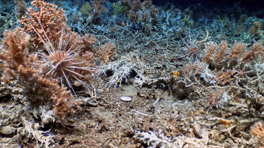 Descubren espectacular arrecife de coral en las islas Galápagos