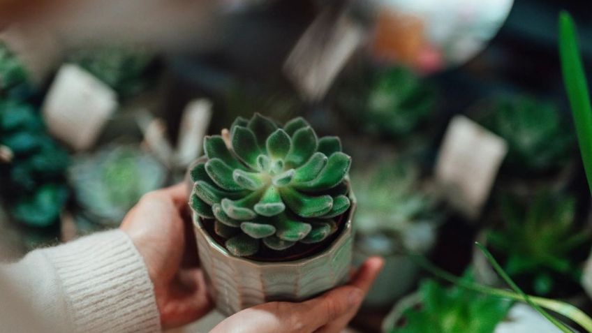 Revelador hallazgo: las plantas sí sienten y lloran, incluso los animales pueden escucharlas