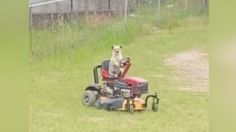 VIDEO | Perrito jardinero enternece las redes tras cortar el pasto con una mini podadora