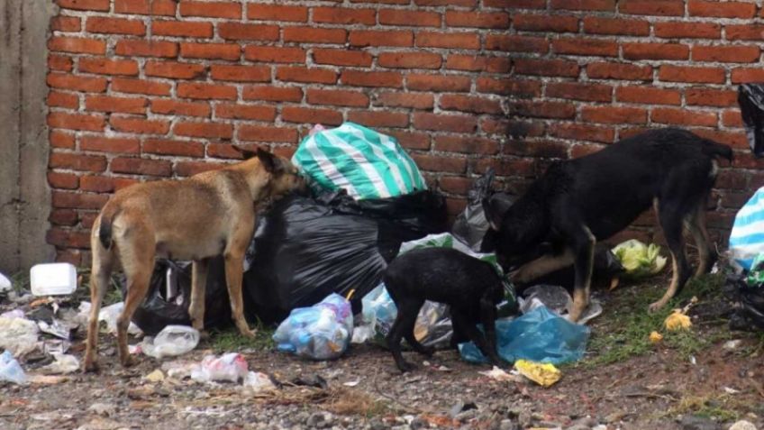 Terrible ataque en Hidalgo: abuelito de 68 años murió mutilado por perros callejeros