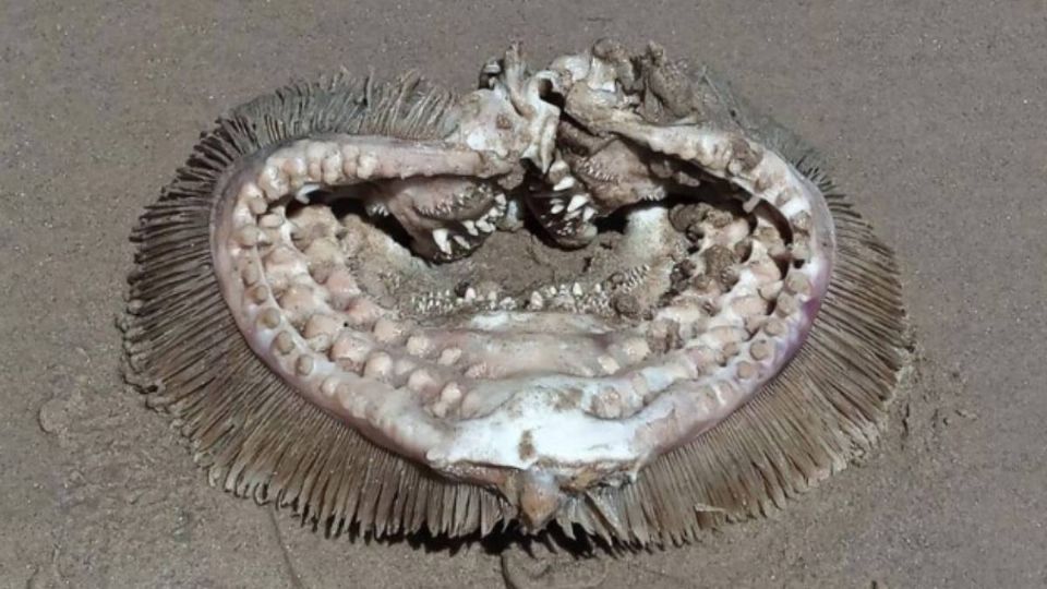 El 'alien' fue encontrado en una playa de EU.