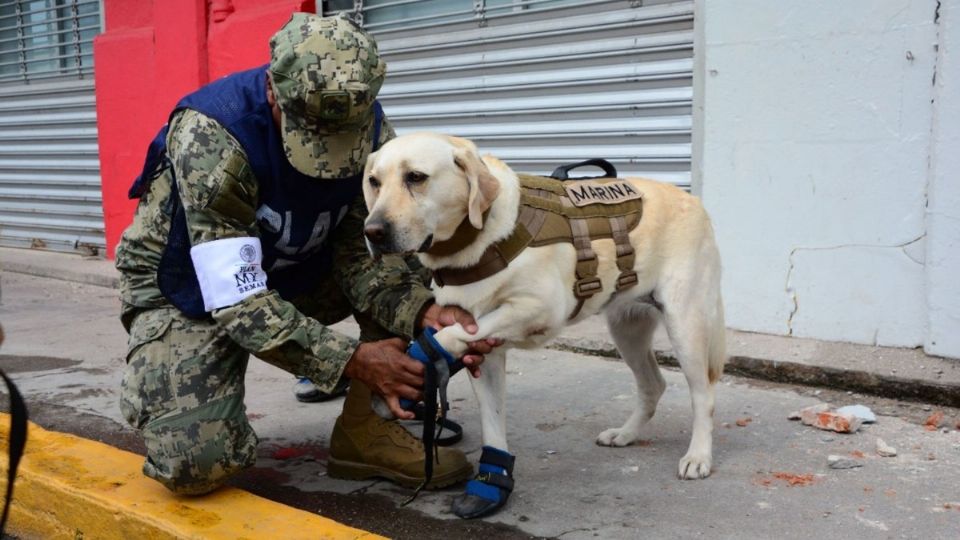 Frida, durante el sismo del 19 de septiembre del 2017, se convirtió en símbolo de rescate canino