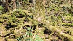 Así es Aokigahara, el bosque “maldito” donde miles de japoneses se han quitado la vida