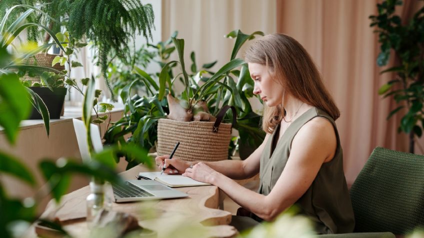 ¡Olvídate del calor! 5 plantas que te ayudarán a refrescar tu casa