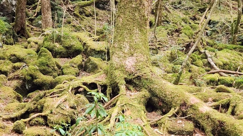 Así es Aokigahara, el bosque “maldito” donde miles de japoneses se han quitado la vida