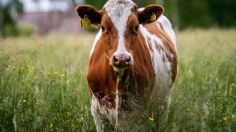 Hombre muere aplastado por una vaca que "cayó del cielo" tras ser embestida por un tren