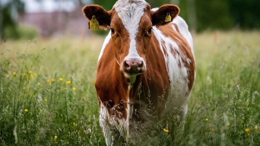 Hombre muere aplastado por una vaca que "cayó del cielo" tras ser embestida por un tren