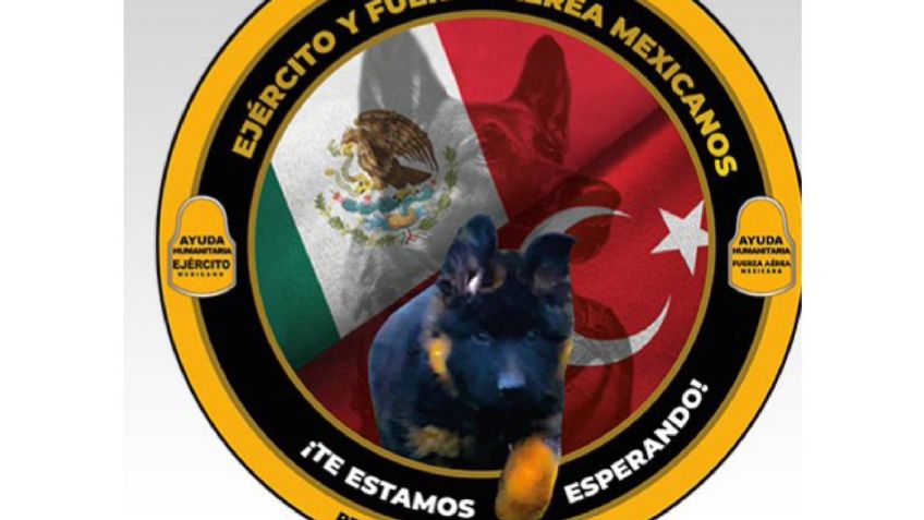 Héroes de 4 patas: Turquía dona cachorrito rescatista a México, será el heredero de Proteo