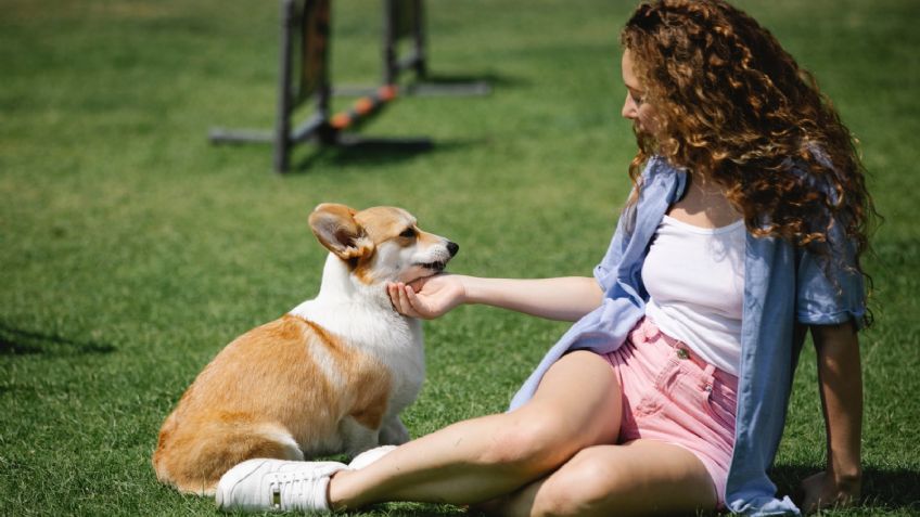 Perros: 4 cuidados básicos para cuidar a tu mascota esta primavera