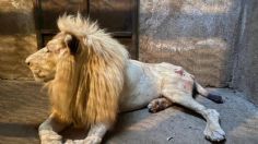 Zoológico de Morelia rescata a un león que sufría maltrato y desnutrición