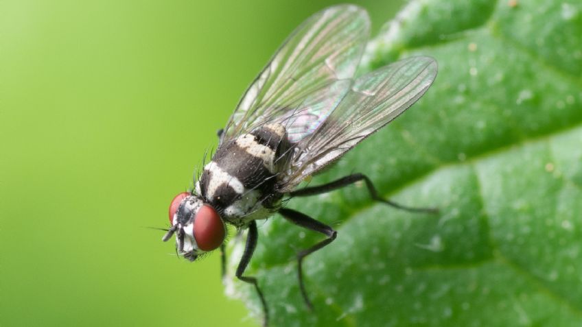 ¡Olvídate de las moscas! 3 plantas de interior para librarte de este insecto