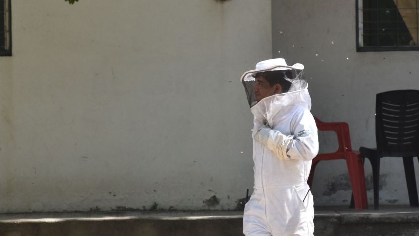 Abejas africanas enloquecen y atacan en Colima: 9 personas resultaron lesionadas