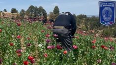 Destruyen más de 14 mil plantas de amapola en Chihuahua