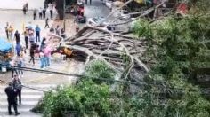 Cae árbol de más de 25 metros sobre un auto en la colonia Anzures: conductor se salvó de milagro