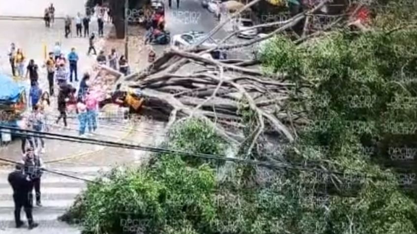 Cae árbol de más de 25 metros sobre un auto en la colonia Anzures: conductor se salvó de milagro