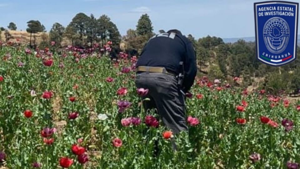 Elementos policiales procedieron a eliminar manualmente las plantas.