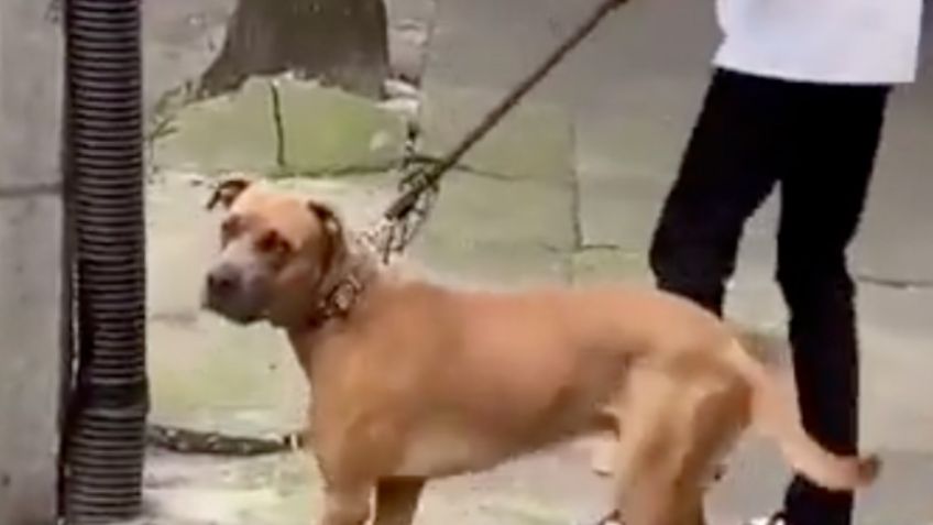 VIDEO | ¡Conmovedor! Se reencuentra con su perro después de 6 años: lo adoptó otra familia y ahora compartirán la custodia