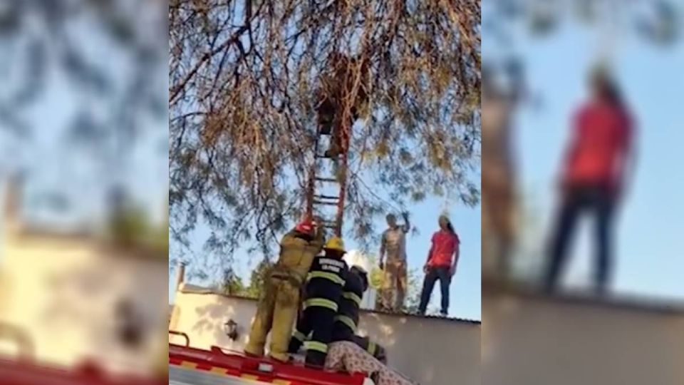 Una niña quedó arriba de un árbol debido a la explosión.