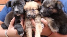 ¡Hay que tener más corazón! Autoridades de CDMX piden no abandonar a perritos