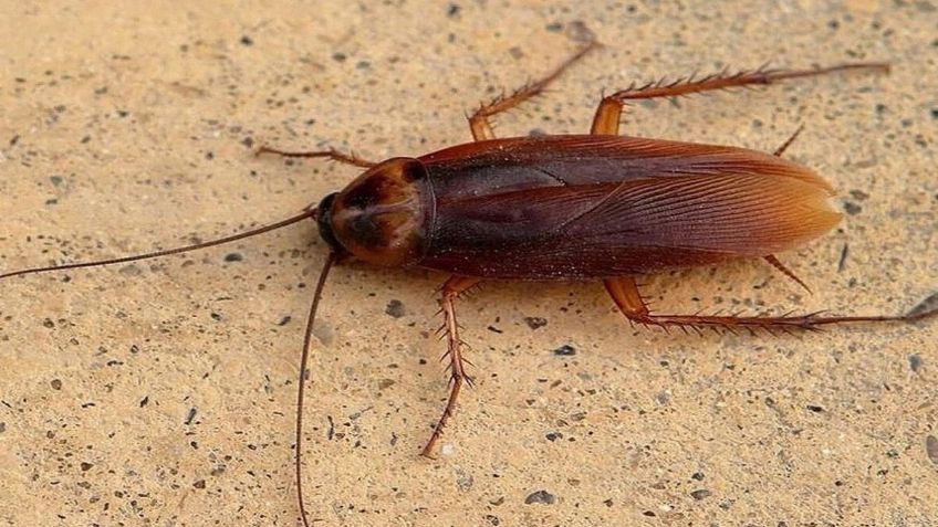 FOTOS: Tenía dolor de estómago y un doctor encontró una cucaracha viviendo en su intestino