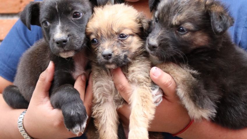 ¡Hay que tener más corazón! Autoridades de CDMX piden no abandonar a perritos