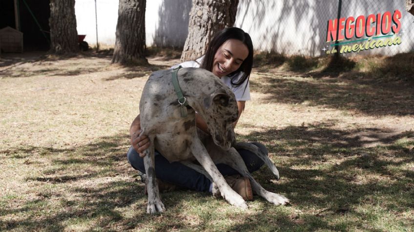 Ley Maple: la urgencia de regular a las guarderías de mascotas en México