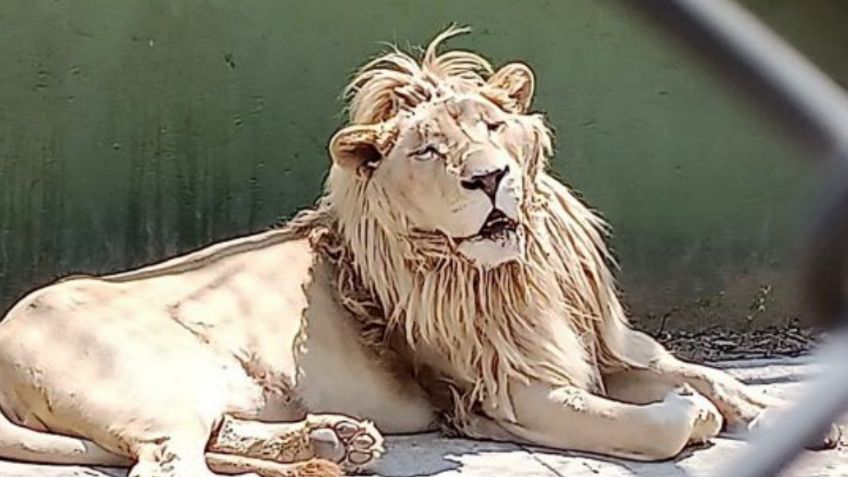 FOTOS | De un león blanco a un enorme tigre de bengala: rescatan a 47 animales exóticos en Huixquilucan