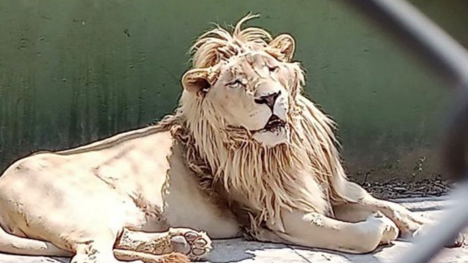 Al parecer todavía hay varios felinos en el inmueble a pesar de haber sido ya asegurado