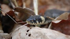 Terror en el aire: piloto aterriza de emergencia tras encontrar una serpiente venenosa bajo su asiento