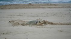 FOTOS | Tortugas lora sorprenden a turistas en playas de Tamaulipas, empieza su desove