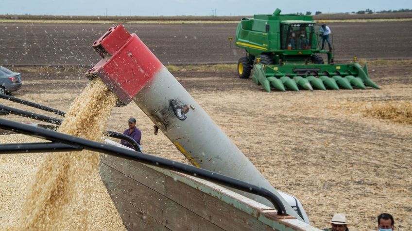 PRD: el presidente debe implementar políticas públicas que den garantías a los productores de maíz blanco y trigo