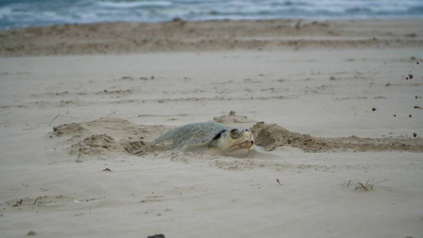 FOTOS | Tortugas lora sorprenden a turistas en playas de Tamaulipas, empieza su desove