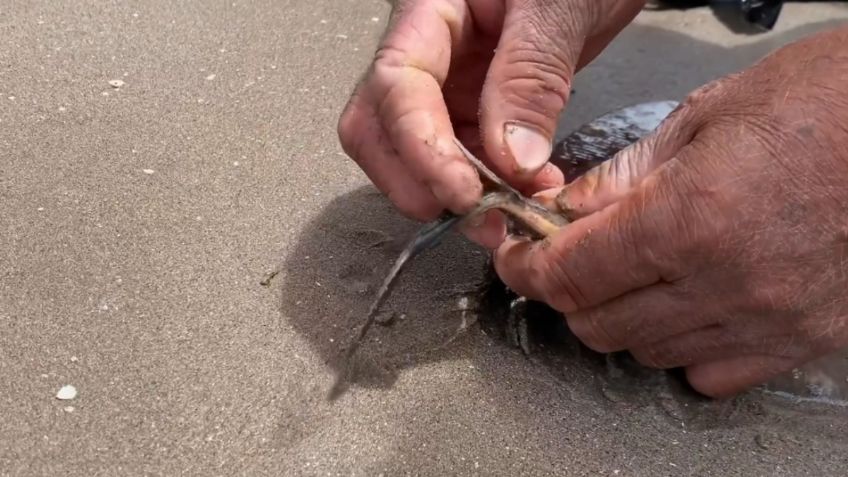 Mutilación de rayas para proteger a turistas en Semana Santa causa indignación en Sonora