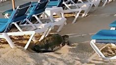 Un regalo de la naturaleza: una tortuga golfina desovó en los camastros de un hotel en Los Cabos