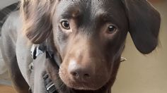 Veterinarios quedaron atónitos: un perrito labrador se volvió alcohólico y sufrió el síndrome de abstinencia