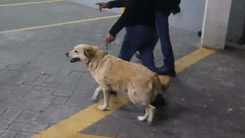 Miel, la perrita que caminaba en una interestación del Metro de la CDMX, se reencontró con su dueña