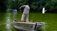 Pescadores de Xochimilco retiran peces del Lago de Chapultepec