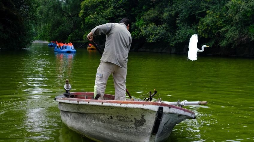 Pescadores de Xochimilco retiran peces del Lago de Chapultepec