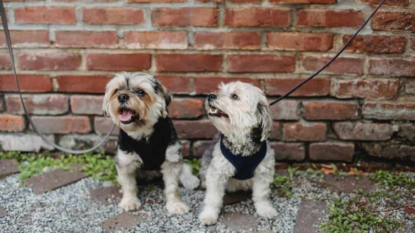 Perros: así es el truco a seguir en esta temporada de calor para evitar quemaduras en las patas de tu mascota