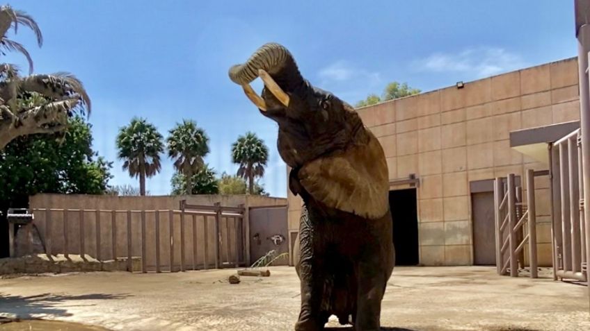 Amplían al doble albergue de la elefanta Ely en Zoológico San Juan de Aragón