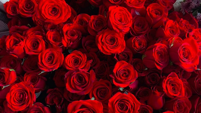 Rosas, las flores que más se regalan el día de la madre