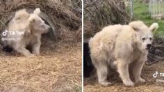 VIDEO: Captan a oso saliendo de hibernar y su pelo despeinado se vuelve viral