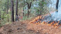 VIDEO | Fuerte incendio en Michoacán: el fuego arrasa con bosque del municipio de Los Reyes