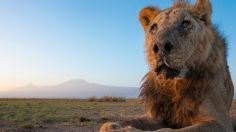 Con lanzas, pastores asesinan a Loonkito, el león más viejo de África: tenía 19 años