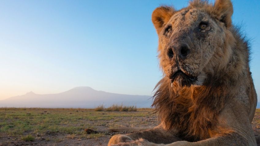 Con lanzas, pastores asesinan a Loonkito, el león más viejo de África: tenía 19 años