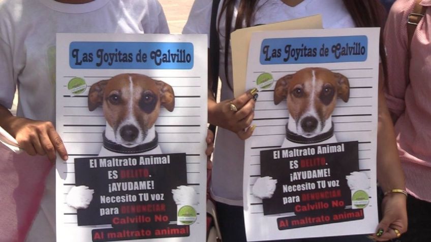 Exigen penas más severas para maltratadores de animales