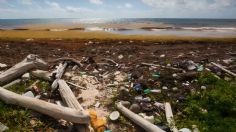 Cambio climático: hablemos de la "isla plástico" y sus habitantes nativos