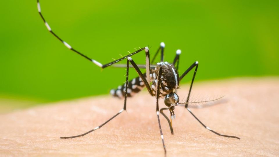 El virus del dengue no se transmite de persona a persona, sino a través de la picadura del mosquito infectado.