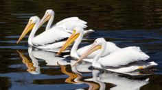 Parque Ecológico Xochimilco registra 220 especies de aves migratorias